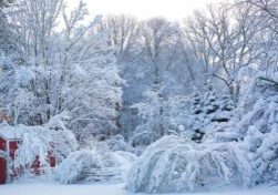 trees in Northeast Ohio damaged by snow and ice